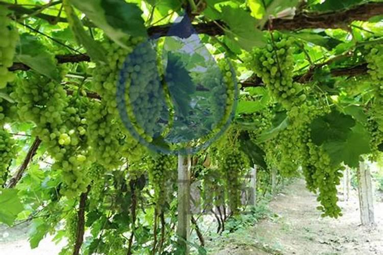 玻璃翠怎样施肥