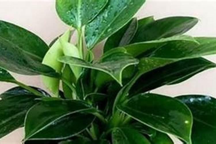家里养的花叶子发黄什么原因