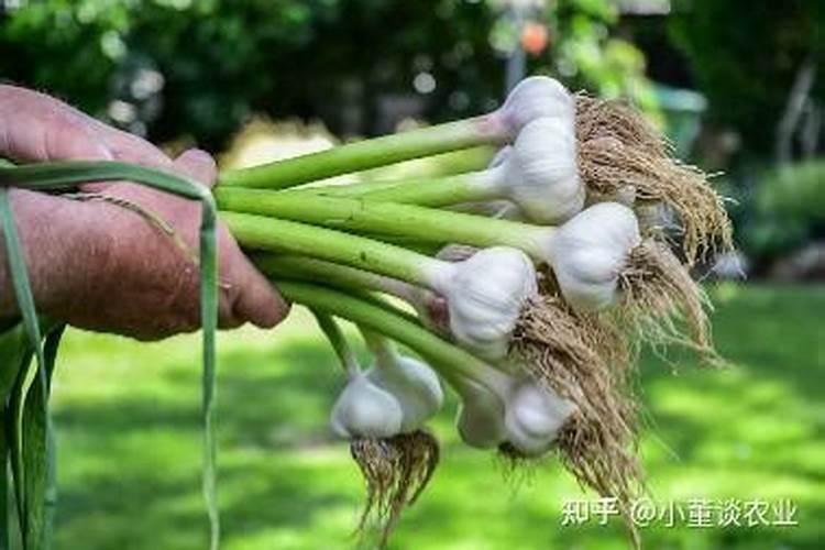 大蒜追施尿素最佳时期