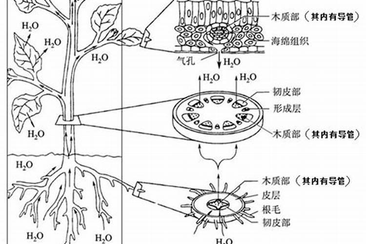 中国钾肥前十名上市公司