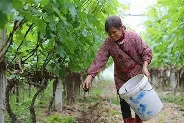 硝酸磷钾冲施效果好还是撒着效果好？