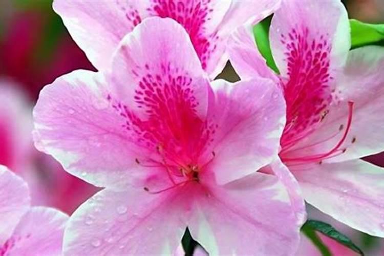 养花氮磷钾口诀,氮磷钾肥怎样施肥效果好