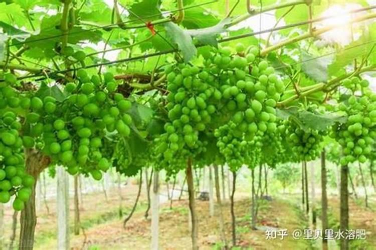 果树开花期能施尿素肥吗