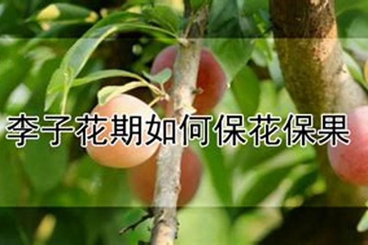 红薯可以做肥料吗