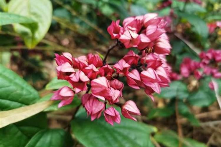 决明子可以掺在土里种花吗