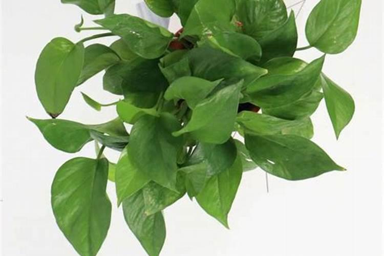 分析!种植火龙果前怎样施肥？