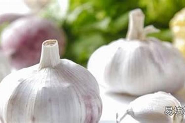 满天星养殖方法