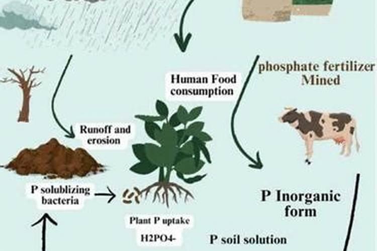 大樱桃开花前施什么肥