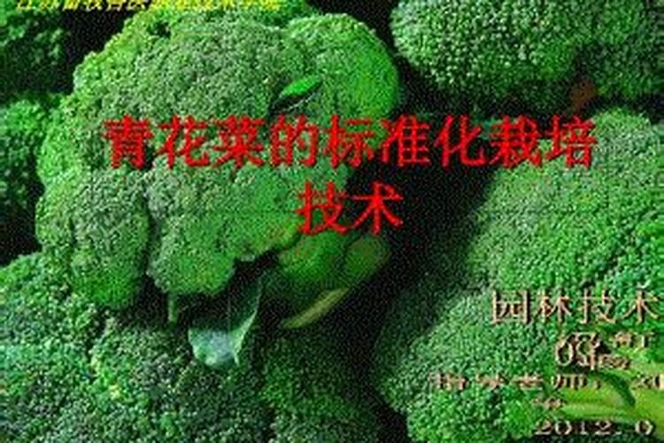 春季露地青花菜栽培技术要点 西兰花养殖方法总结