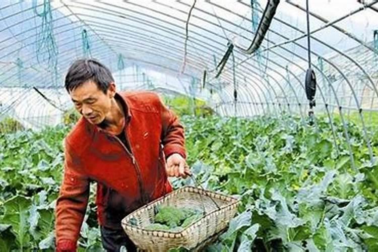 青花菜空茎有办法防治吗 怎么解决花椰菜病害