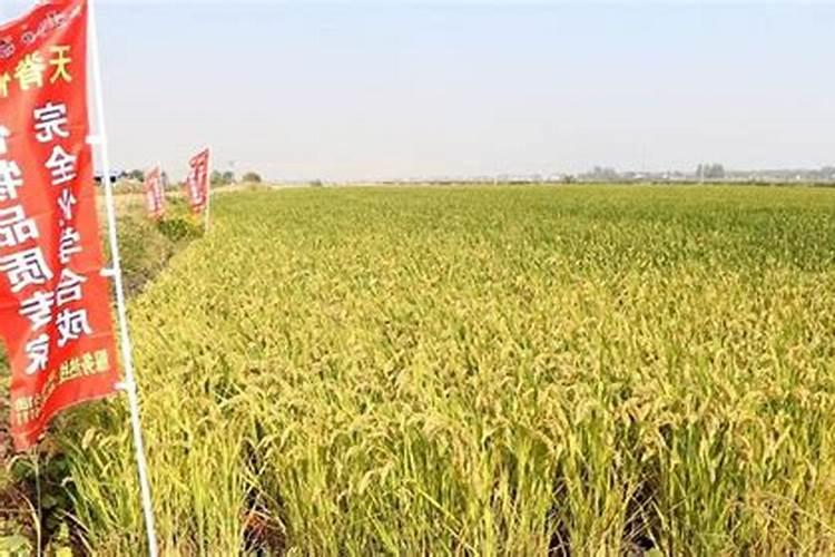 茶花开花时可以施肥吗