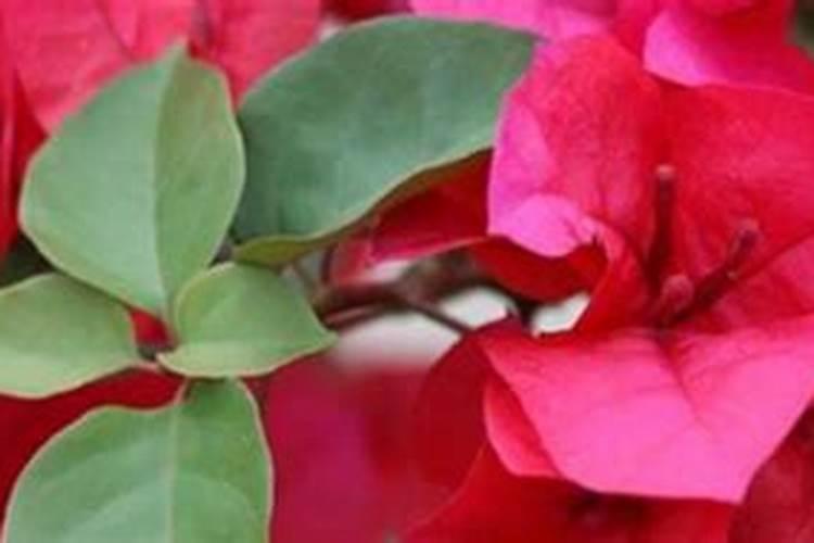 三角梅施什么肥好