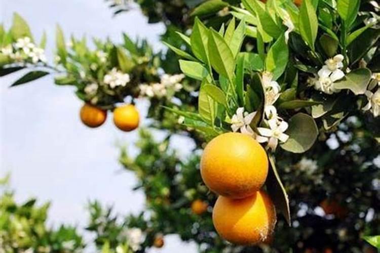 棉花花铃期施肥有讲究 棉花花铃期水肥管理