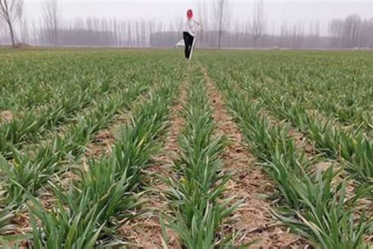 小麦追肥用什么肥料好 小麦追肥用什么类型的肥料好？