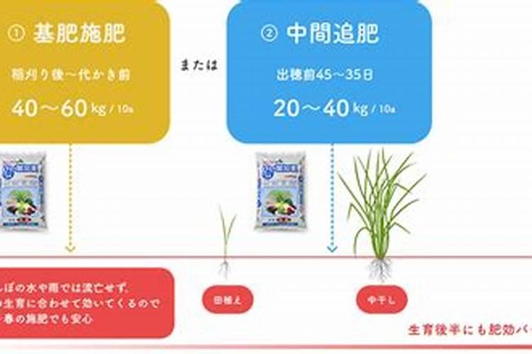 对白菜喷黑醋还是白醋 白菜喷醋的技巧和注意事项