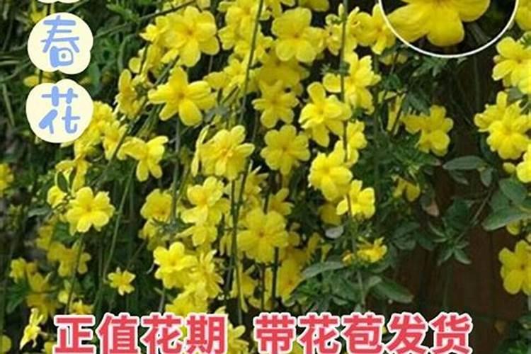 盆栽迎春花的养殖方法和注意事项
