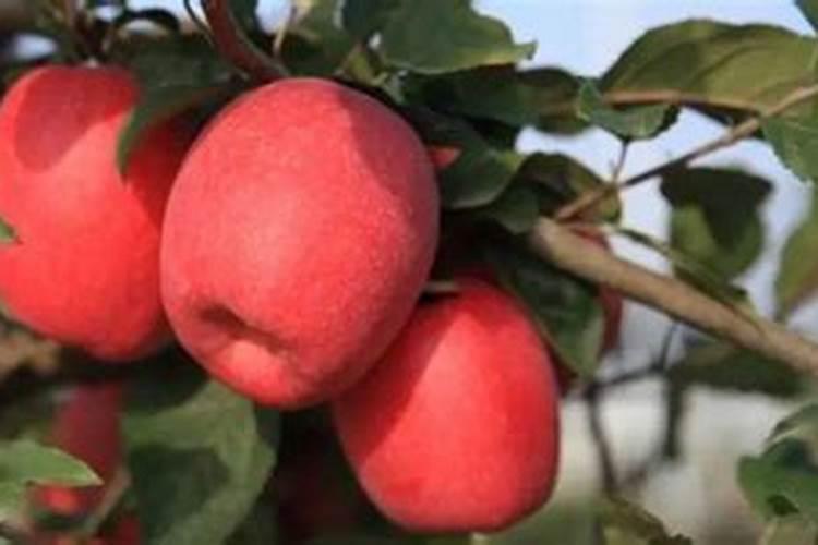 沃柑全年施肥时间表