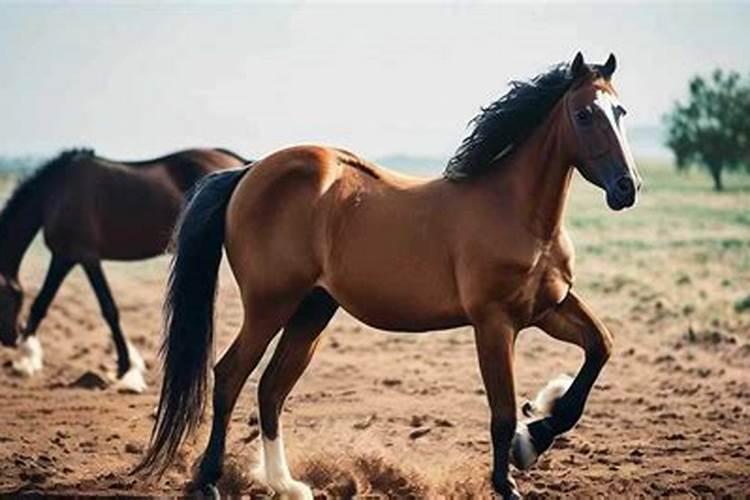 橙子种植管理施肥要点？橙子用什么肥料有助于长势？