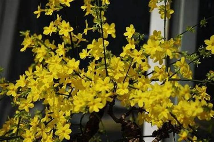 梨树施肥时间和方法 注意事项有哪些