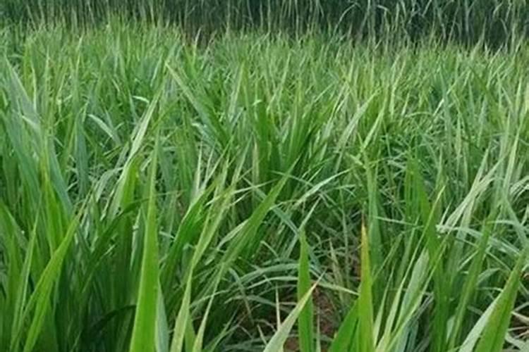 谷子最后喷施叶面肥什么时候好