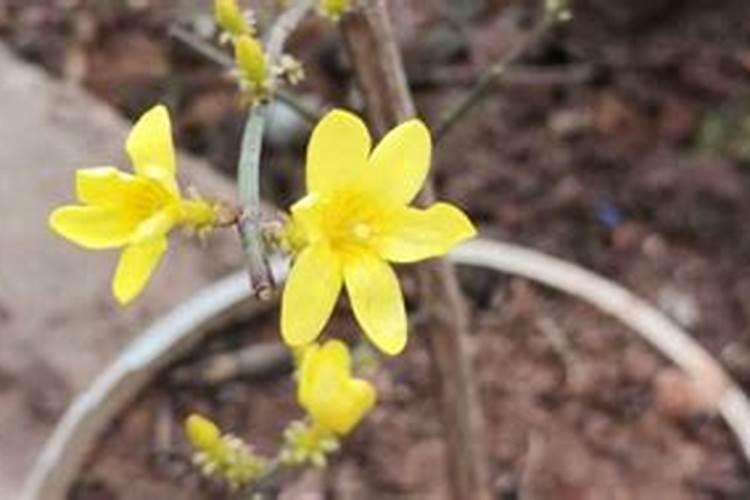 迎春花需要什么肥料