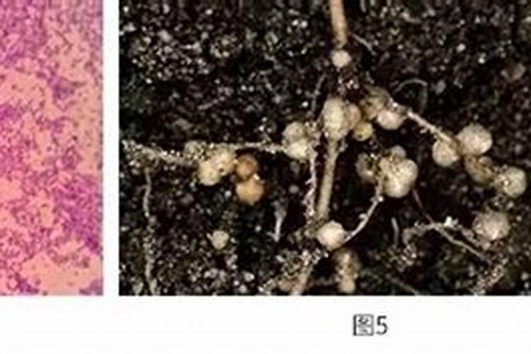 新疆承包一千亩地种棉花需要投资多少资金,具体投资分配时怎样的,谢谢...