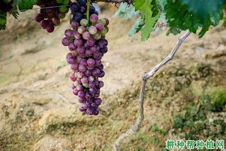 葡萄用什么肥料最好