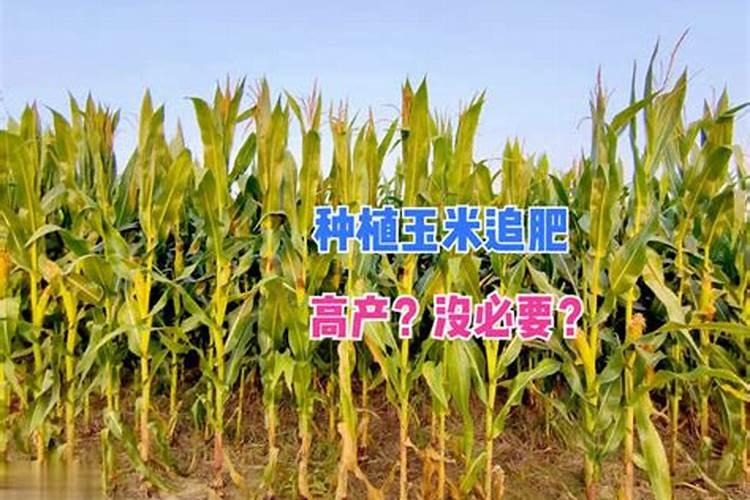 玉米在种植时需冲施钾肥吗？