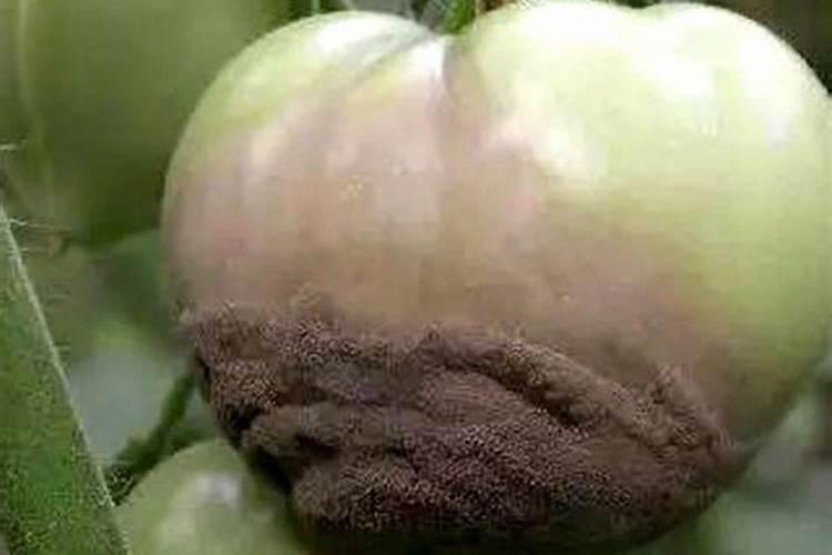 玉米底肥多了怎么办？