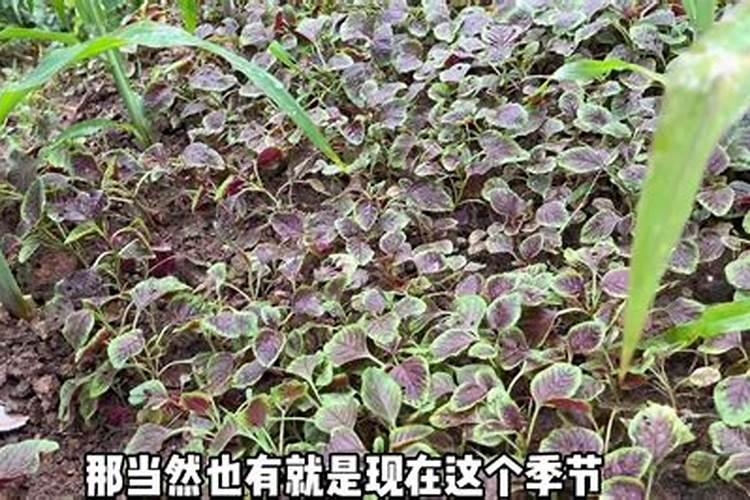 苋菜种子的种植方法