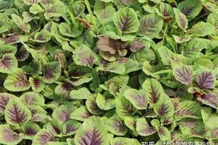 如何把化肥合理的用在蔬菜上,其好处有哪些？