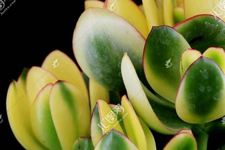 冬天可以种韭菜吗 种韭菜需要什么肥料