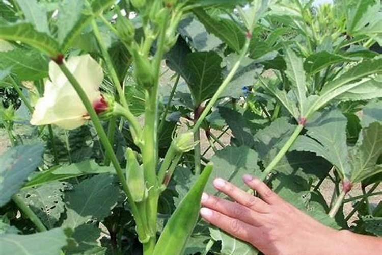 生根粉可以浇花吗