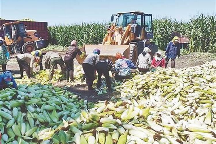 玉米打什么叶面肥最好