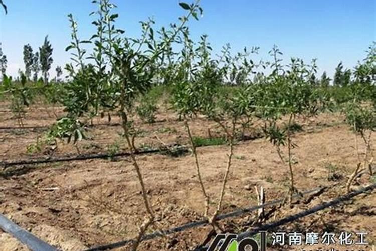 枸杞树的种植与管理技术,枸杞栽培注意事项有哪些