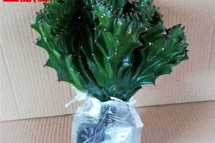 氮钾追肥的使用方法