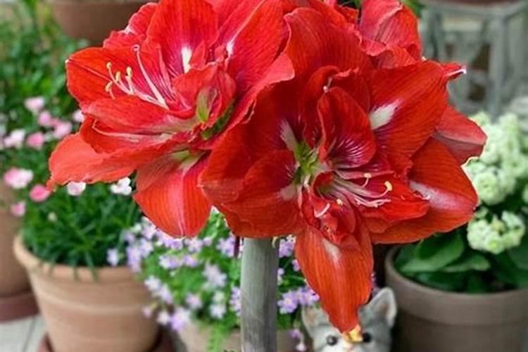 腐殖酸系列肥料对植物生长的作用