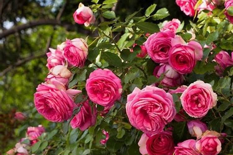 猕猴桃挂果后施什么肥料