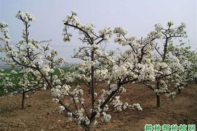 梨树谢花多久打药