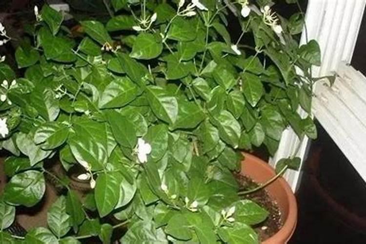 桃树的叶面肥有哪些