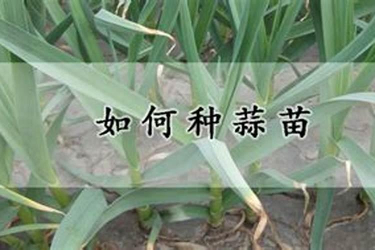 白糖可以做肥料吗