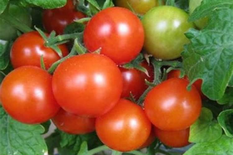 氮肥浇花如何应用