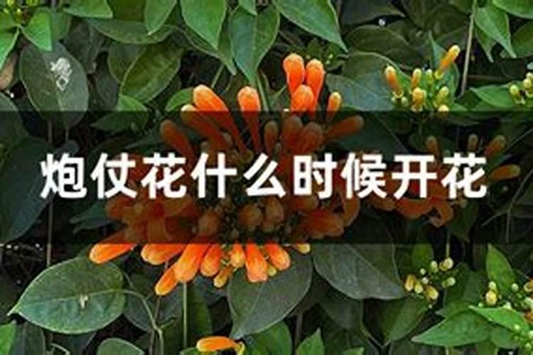 东北什么时候种植榨菜为好？
