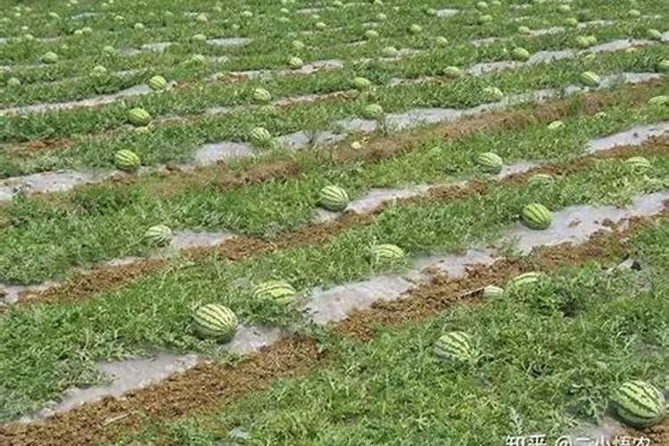 5%辛硫磷颗粒拌在西瓜营养土里对瓜苗有没有害处？