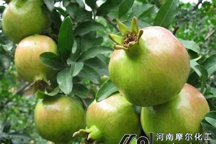 石榴坐果后如何施肥才能长得又大又甜？