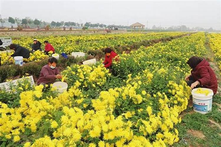 菊花施肥方法