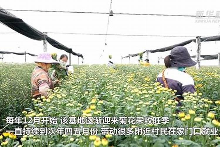 菊花有花蕾时能用磷酸二氢钾喷叶面肥吗