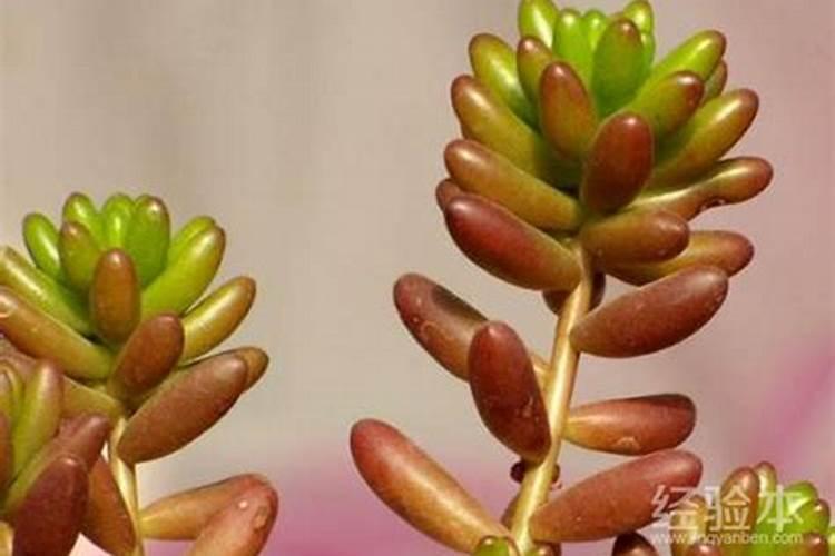 多肉植物可以施氮肥吗