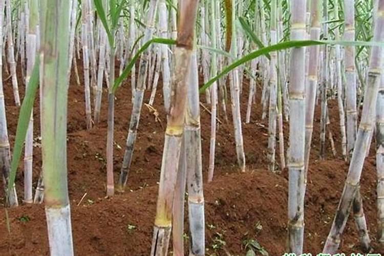 种植甘蔗可以用什么肥料？
