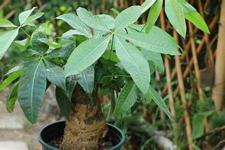 立春树苗该施什么肥